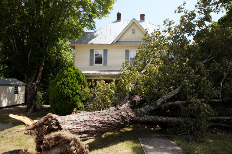 Toppled tree at New Castle